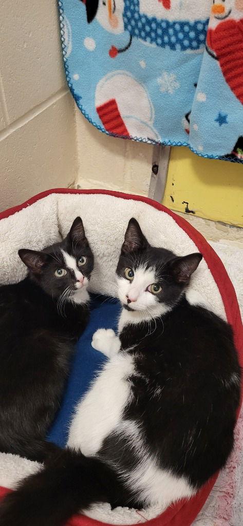 Declan, a Adoptable Domestic Short Hair in Sayreville, NJ image 1/2