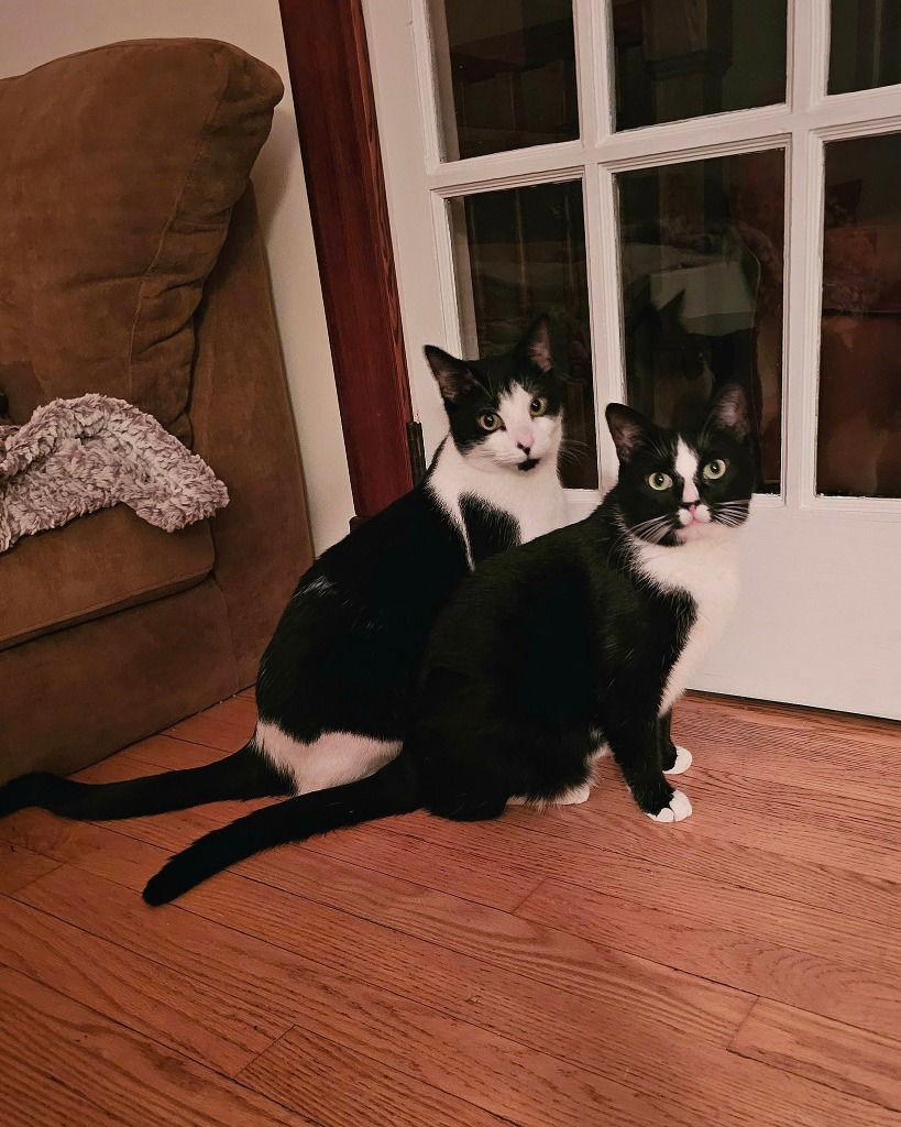 Enlarge Declan, a Adoptable Domestic Short Hair in Sayreville, NJ image 1/3