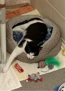 Declan, Adoptable, Adult Male Domestic Short Hair.