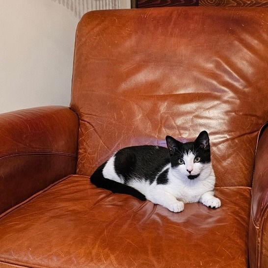 Declan, a Adoptable Domestic Short Hair in Sayreville, NJ image 2/2