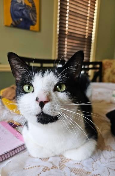 Declan, Adoptable, Adult Male Domestic Short Hair.