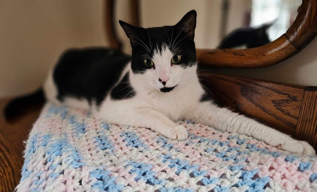 Enlarge Declan, a Adoptable Domestic Short Hair in Sayreville, NJ image 2/3