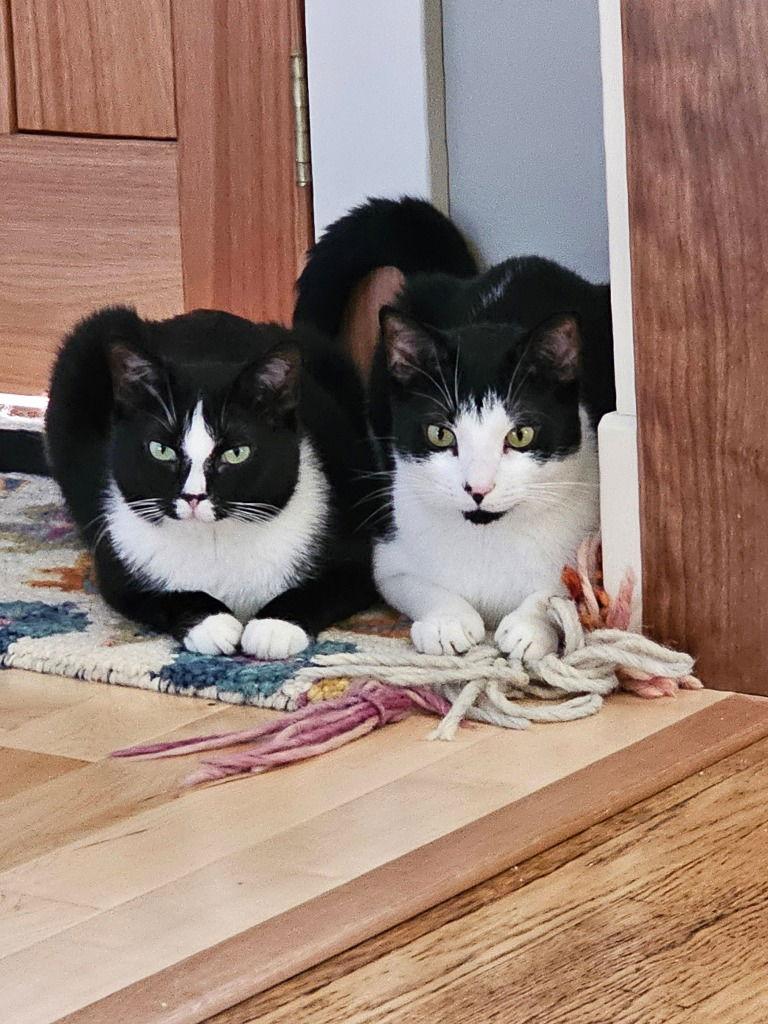 Declan, Adoptable, Adult Male Domestic Short Hair.