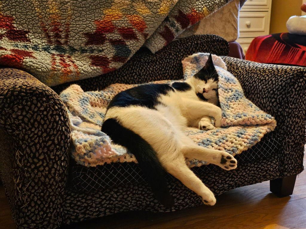 Enlarge Declan, a Adoptable Domestic Short Hair in Sayreville, NJ image 2/3