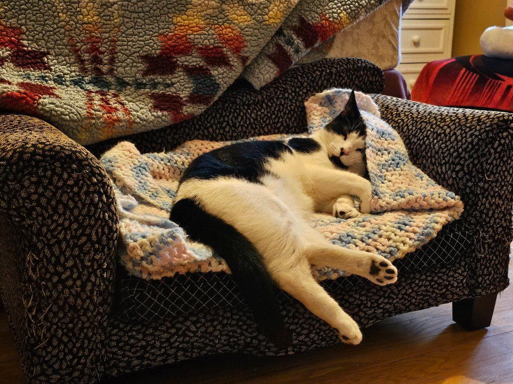 Enlarge Declan, a Adoptable Domestic Short Hair in Sayreville, NJ image 3/3