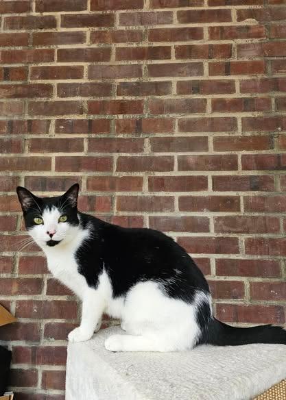 Declan, a Adoptable Domestic Short Hair in Sayreville, NJ image 3/3
