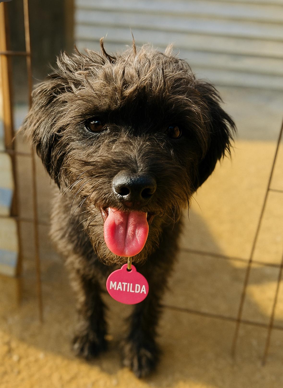 Enlarge Matilda, an adopted mixed breed in San Diego, CA image 1/2
