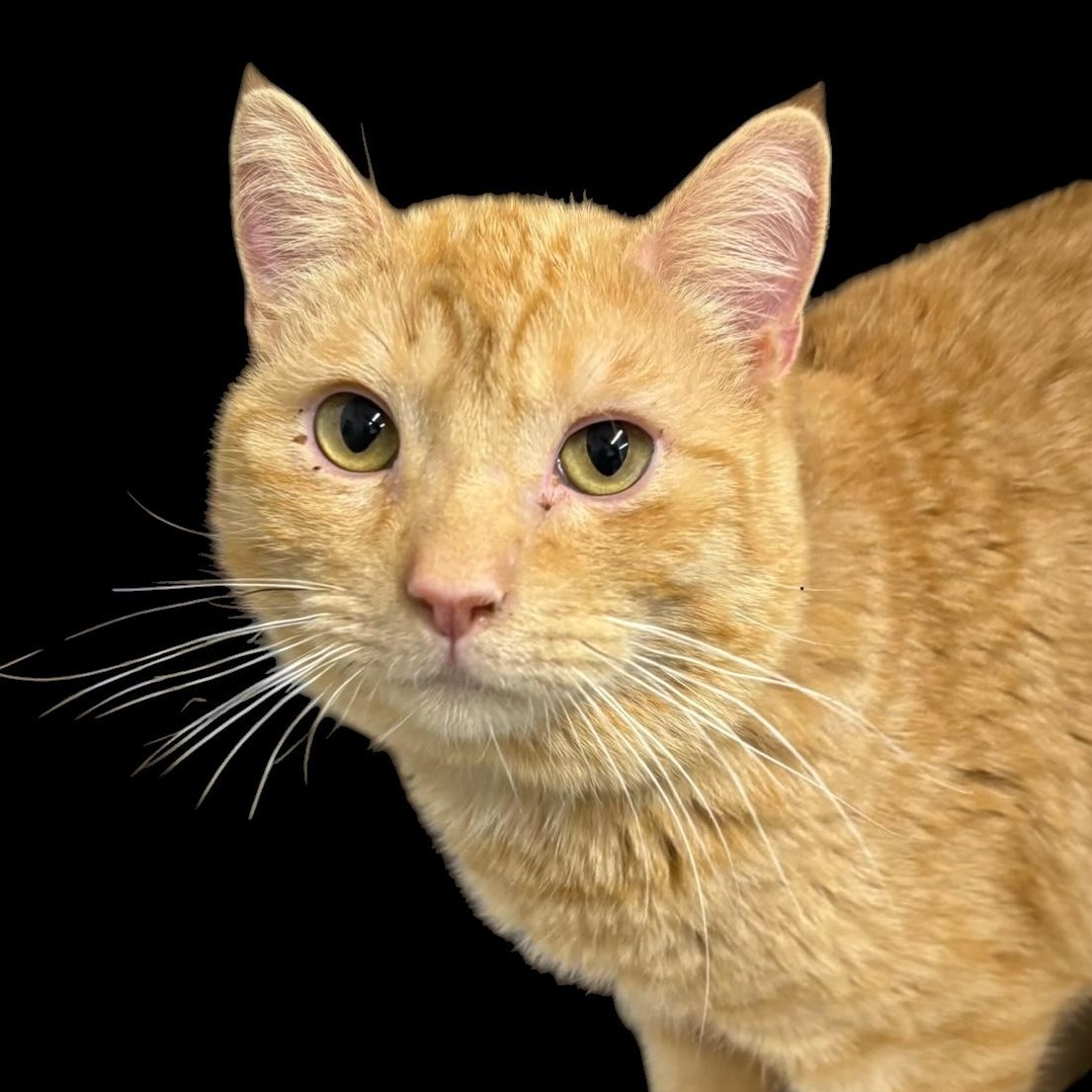 Fry, ADOPTABLE, Adult Male Tabby.