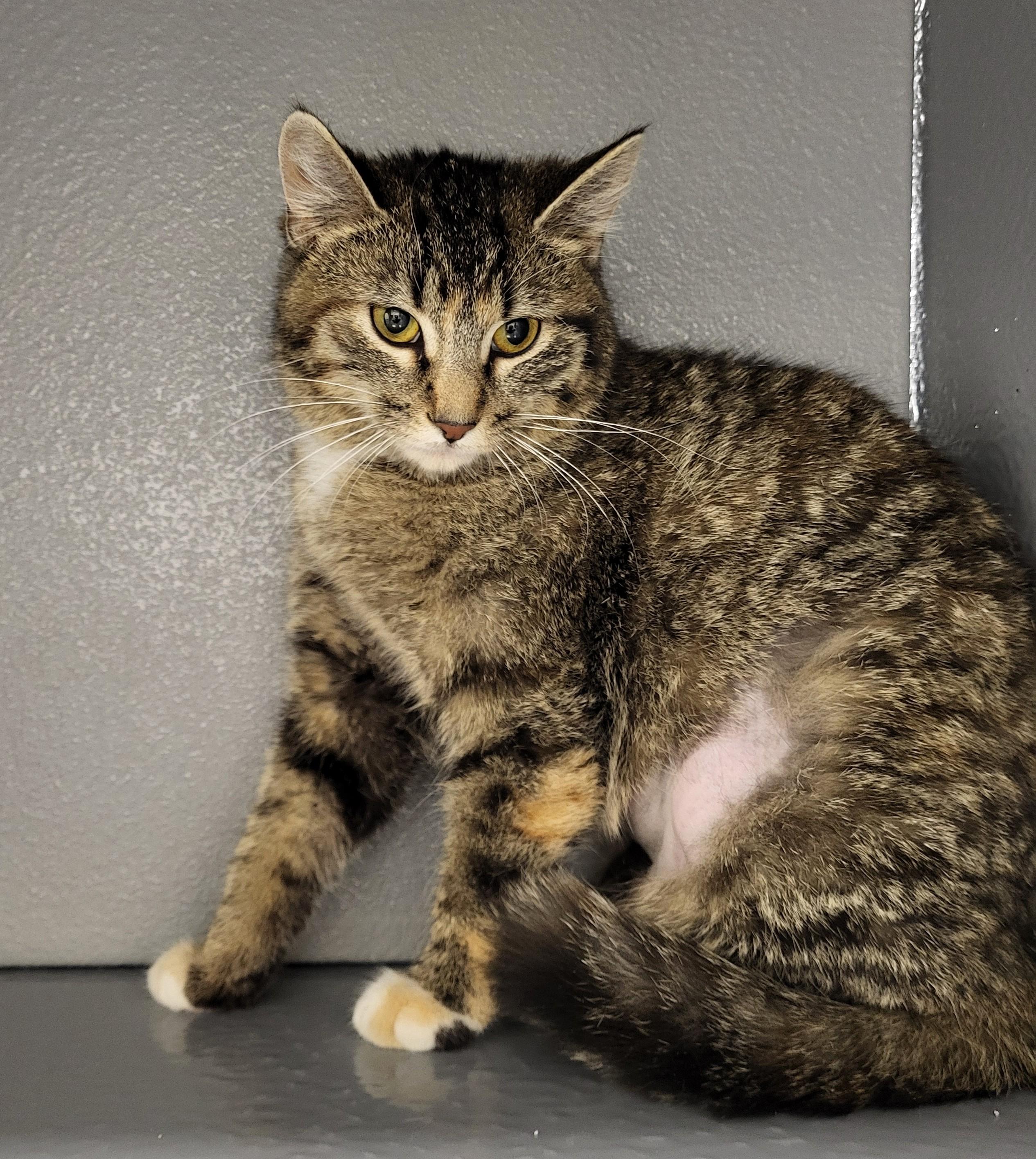Enlarge Kitty Poppins, an adopted Domestic Short Hair in Grayslake, IL image 3/3
