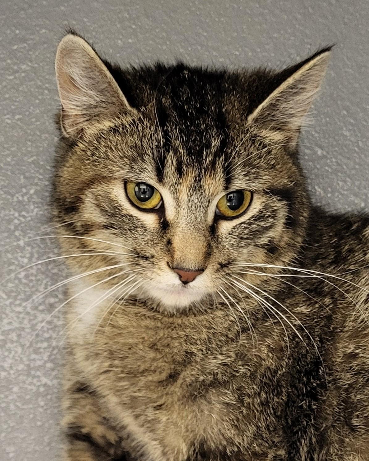 Kitty Poppins, adopted, Young Female Domestic Short Hair.