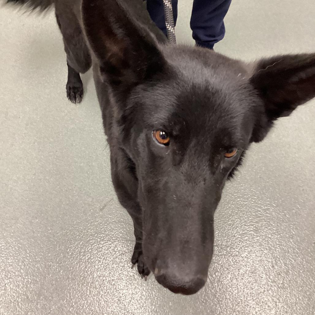 Enlarge Jasmine, a ADOPTABLE mixed breed in Hughesville, MD image 2/3