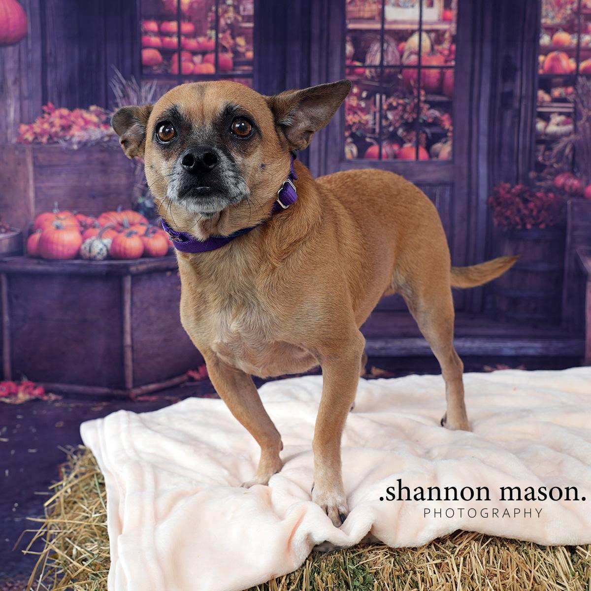 Maddy's Mac aka Mac, an adoptable Rat Terrier in Las Vegas, NV, 89136 | Photo Image 4