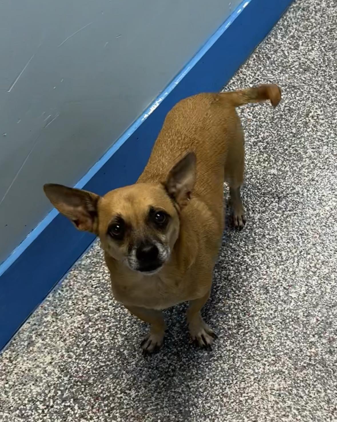 Maddy's Mac aka Mac, an adoptable Rat Terrier in Las Vegas, NV, 89136 | Photo Image 2