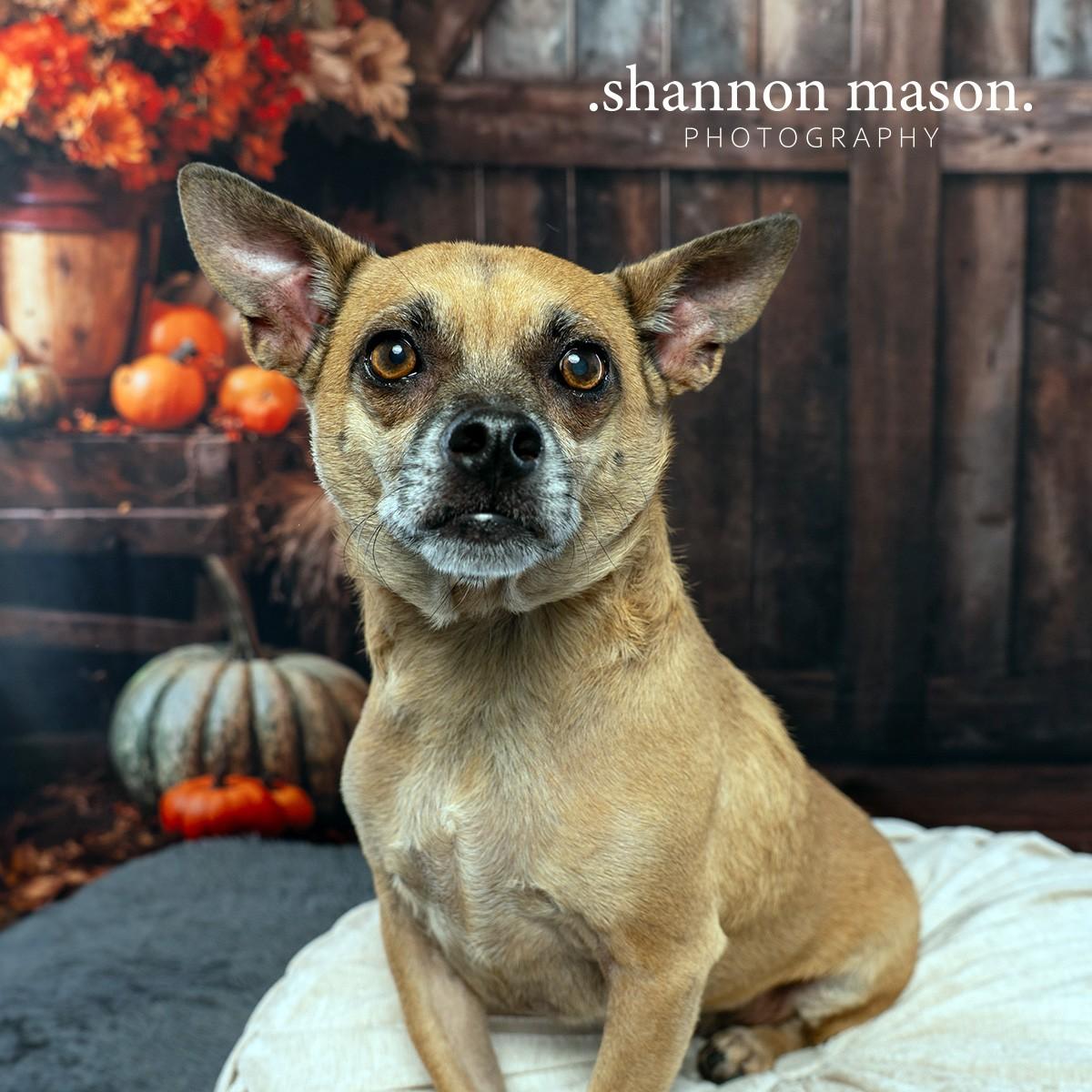 Maddy's Mac aka Mac, an adoptable Rat Terrier in Las Vegas, NV, 89136 | Photo Image 1