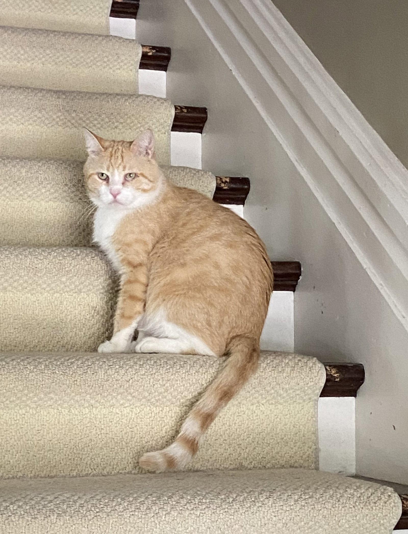 Enlarge Clancy, a Adopted Domestic Short Hair in Markham, ON image 1/3