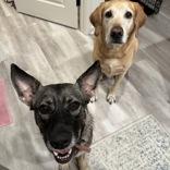 Violet (149411) (in A Foster Home)