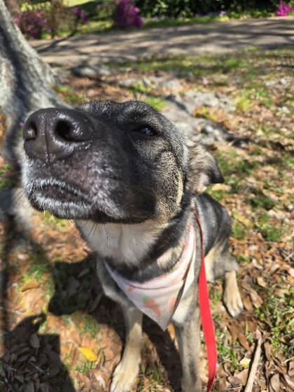 Violet (149411) (in A Foster Home)