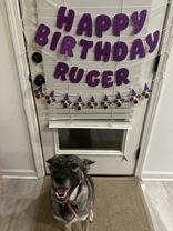 Enlarge Violet (149411) (In A Foster Home), a Adoptable German Shepherd Dog in Baton Rouge, LA image 3/6