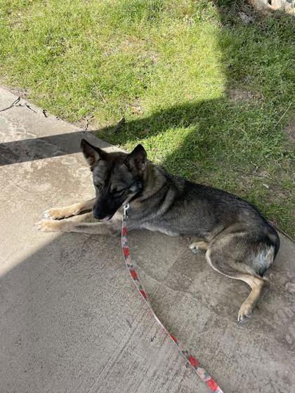 Enlarge Violet (149411) (In A Foster Home), a Adoptable German Shepherd Dog in Baton Rouge, LA image 4/6