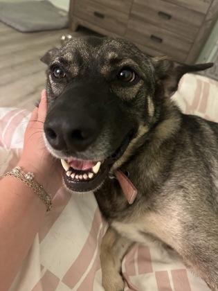 Enlarge Violet (149411) (In A Foster Home), a Adoptable German Shepherd Dog in Baton Rouge, LA image 6/6