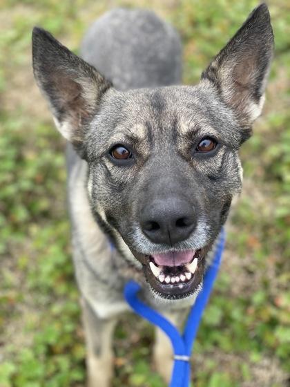 Enlarge Violet (149411) (In A Foster Home), a Adoptable German Shepherd Dog in Baton Rouge, LA image 5/6