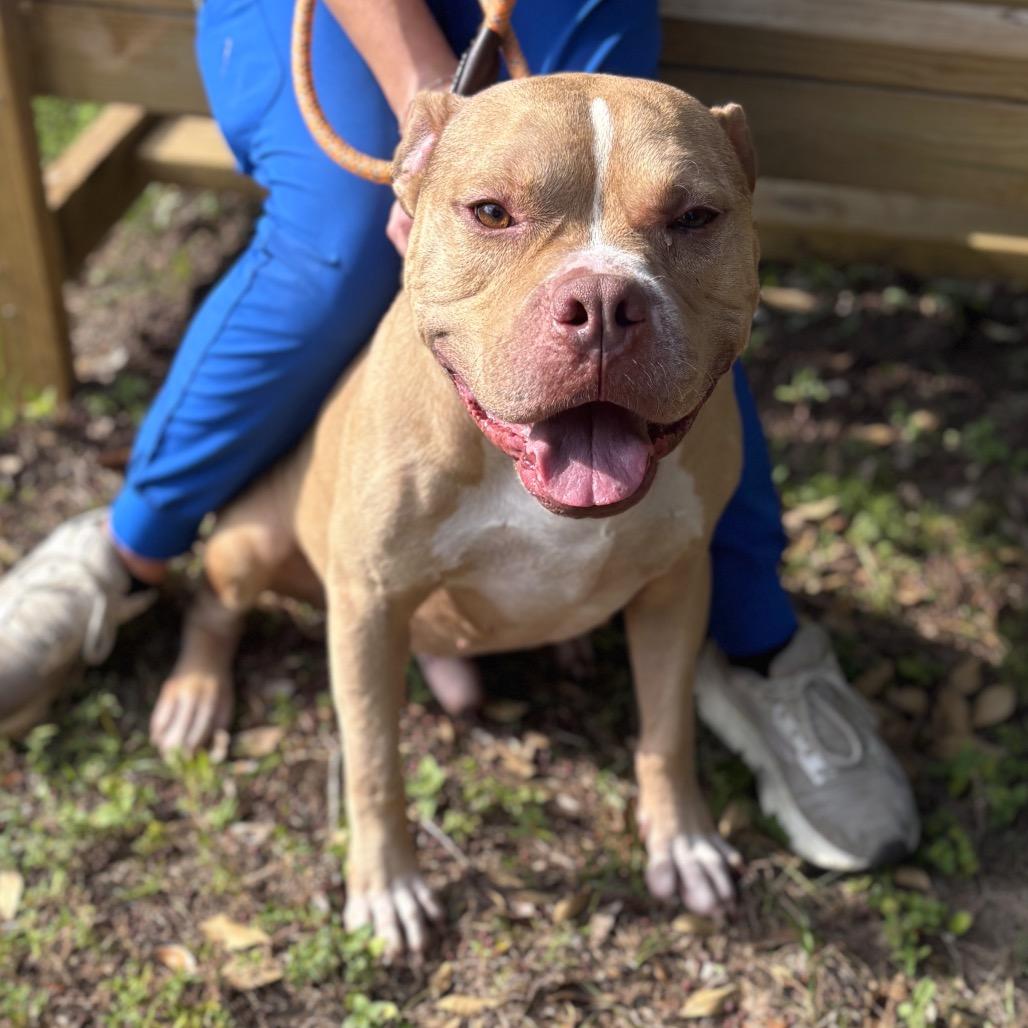 Keto, a Adoptable Mixed Breed in Milton, FL image 1/2