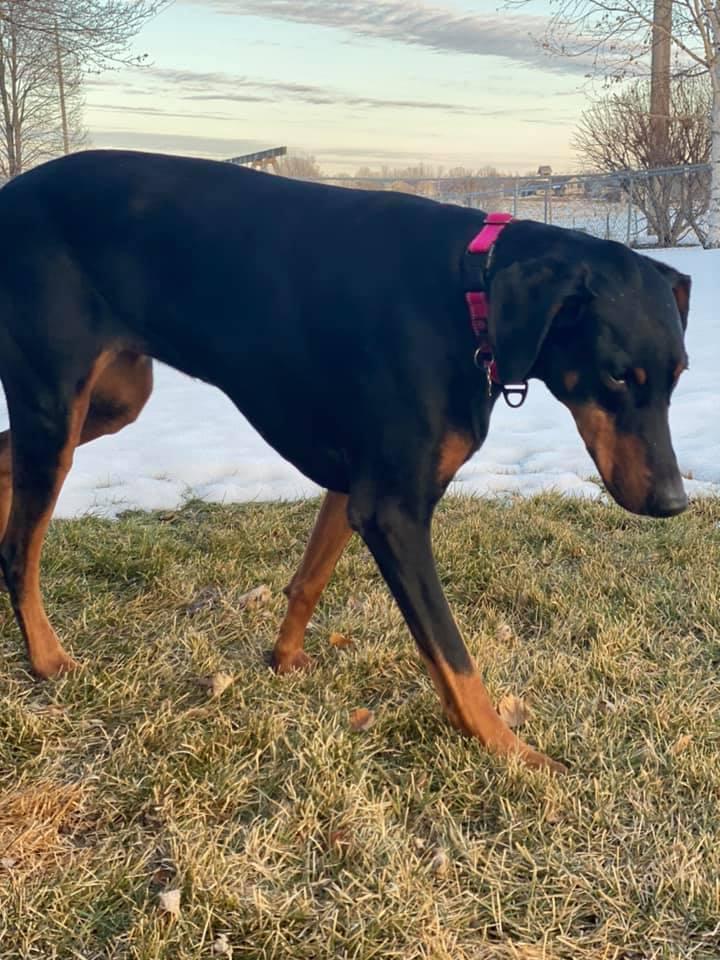 Enlarge Dominique, a Adopted Doberman Pinscher in Buffalo, MN image 1/3
