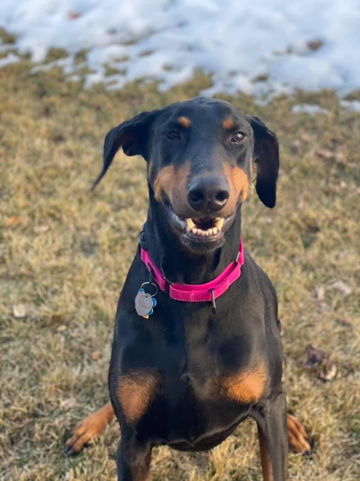 Enlarge Dominique, a Adopted Doberman Pinscher in Buffalo, MN image 3/3