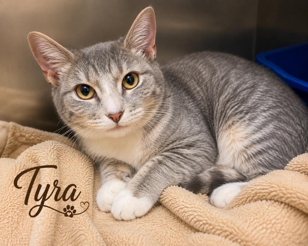 Enlarge Tyra, a Adoptable mixed breed in Dalton, GA image 1/1