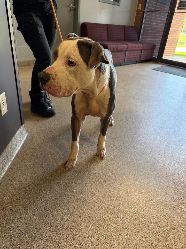 Enzo, Adoptable, Adult Male Pit Bull Terrier.