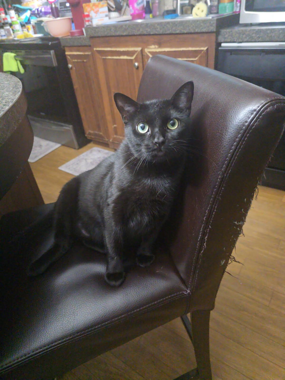 Cleopatra, Adult Female Domestic Short Hair