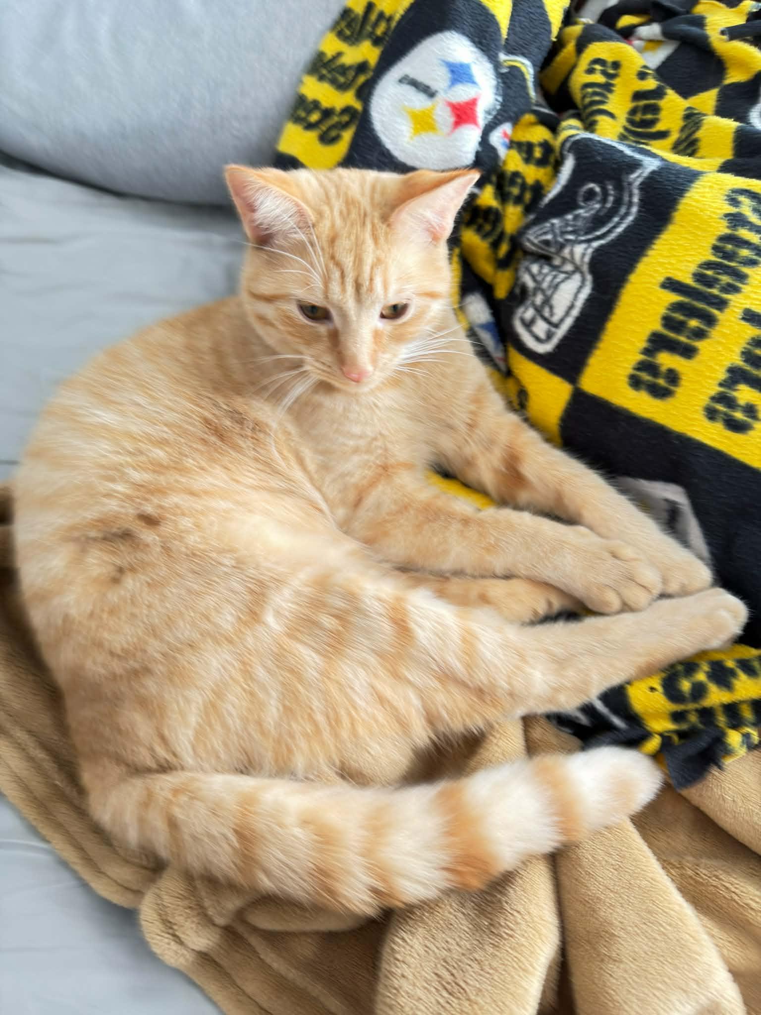 Enlarge Pandy, a ADOPTABLE Domestic Short Hair in Indianapolis, IN image 1/2