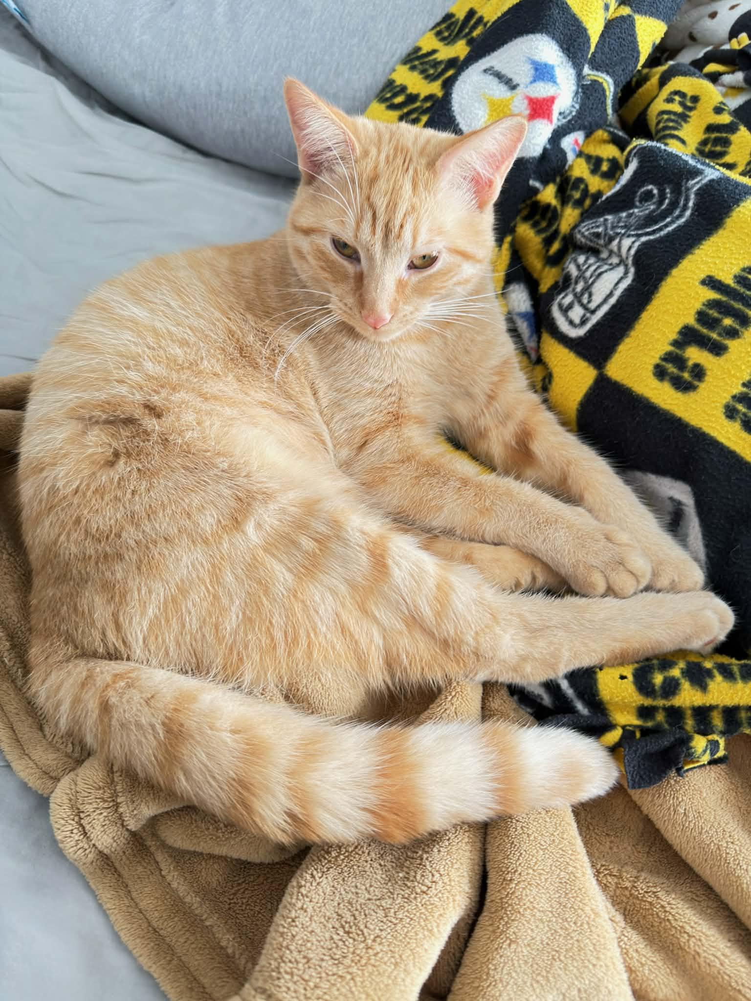 Pandy — thumbnail 2