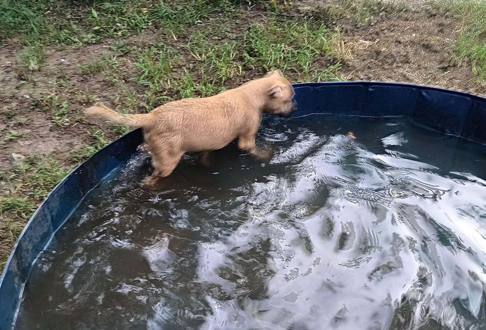 Ben, Adopted, Young Male Mixed Breed.