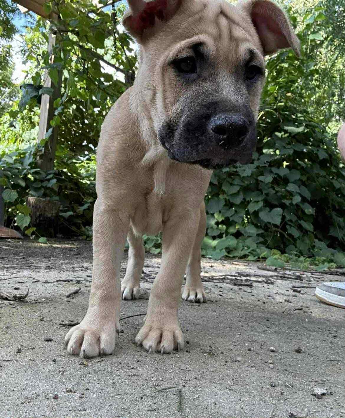 Ben, a Adopted Mixed Breed in Poplar Bluff, MO image 2/3
