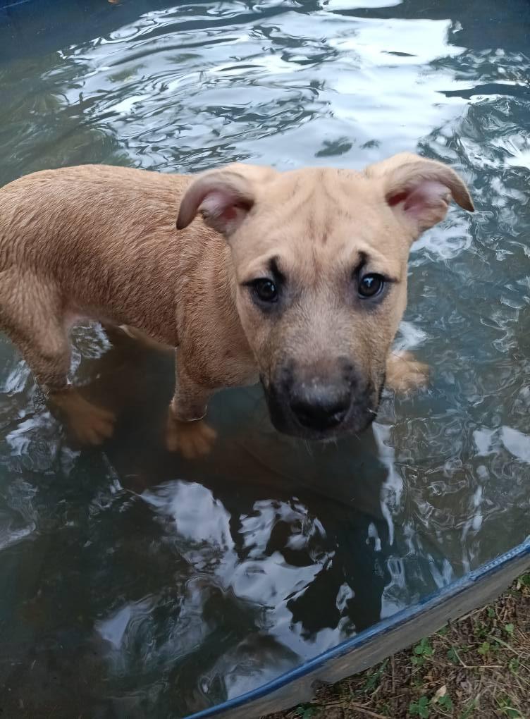 Ben, a Adopted Mixed Breed in Poplar Bluff, MO image 3/3
