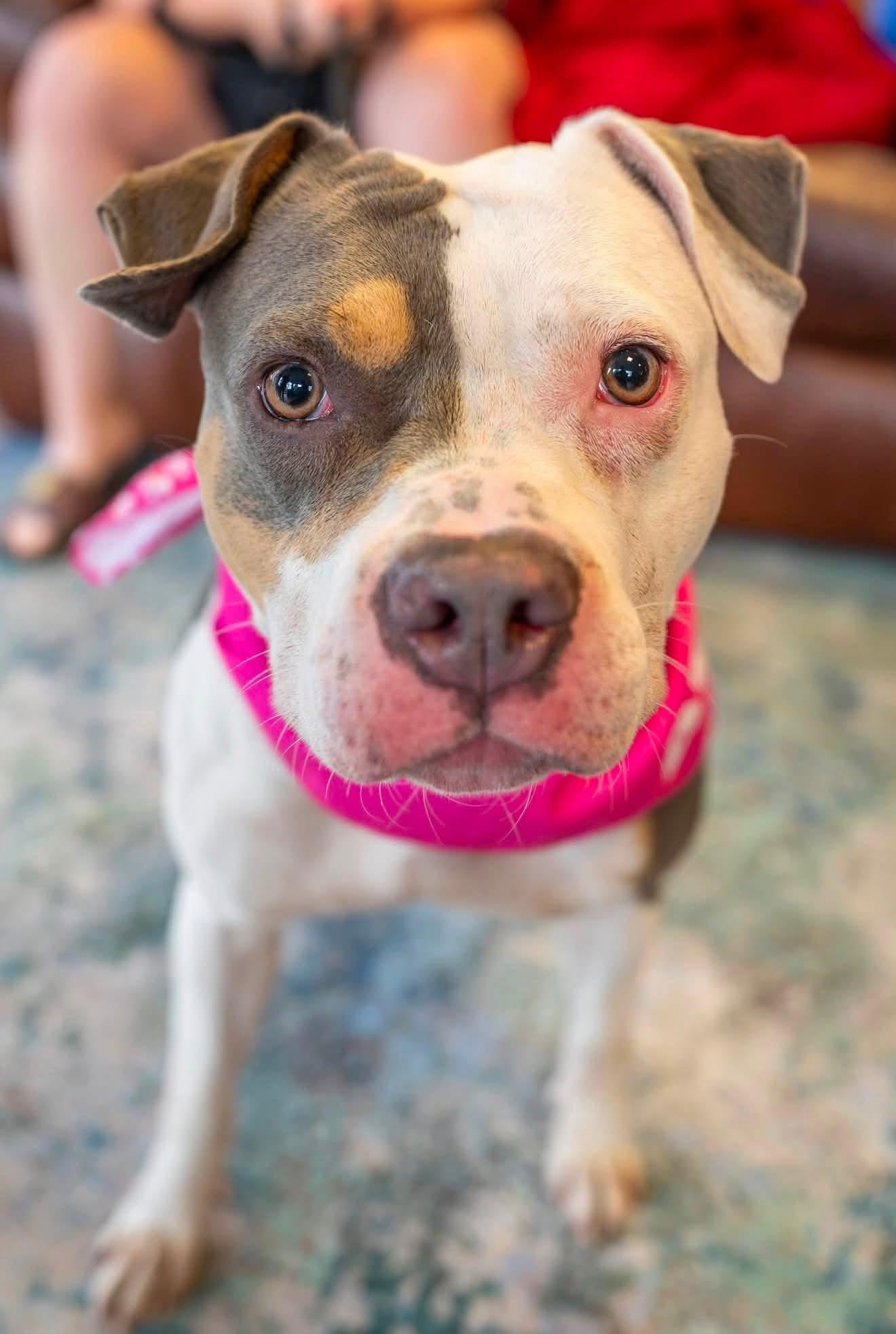 Athena, a Adoptable Pit Bull Terrier in Dillsburg, PA image 1/6