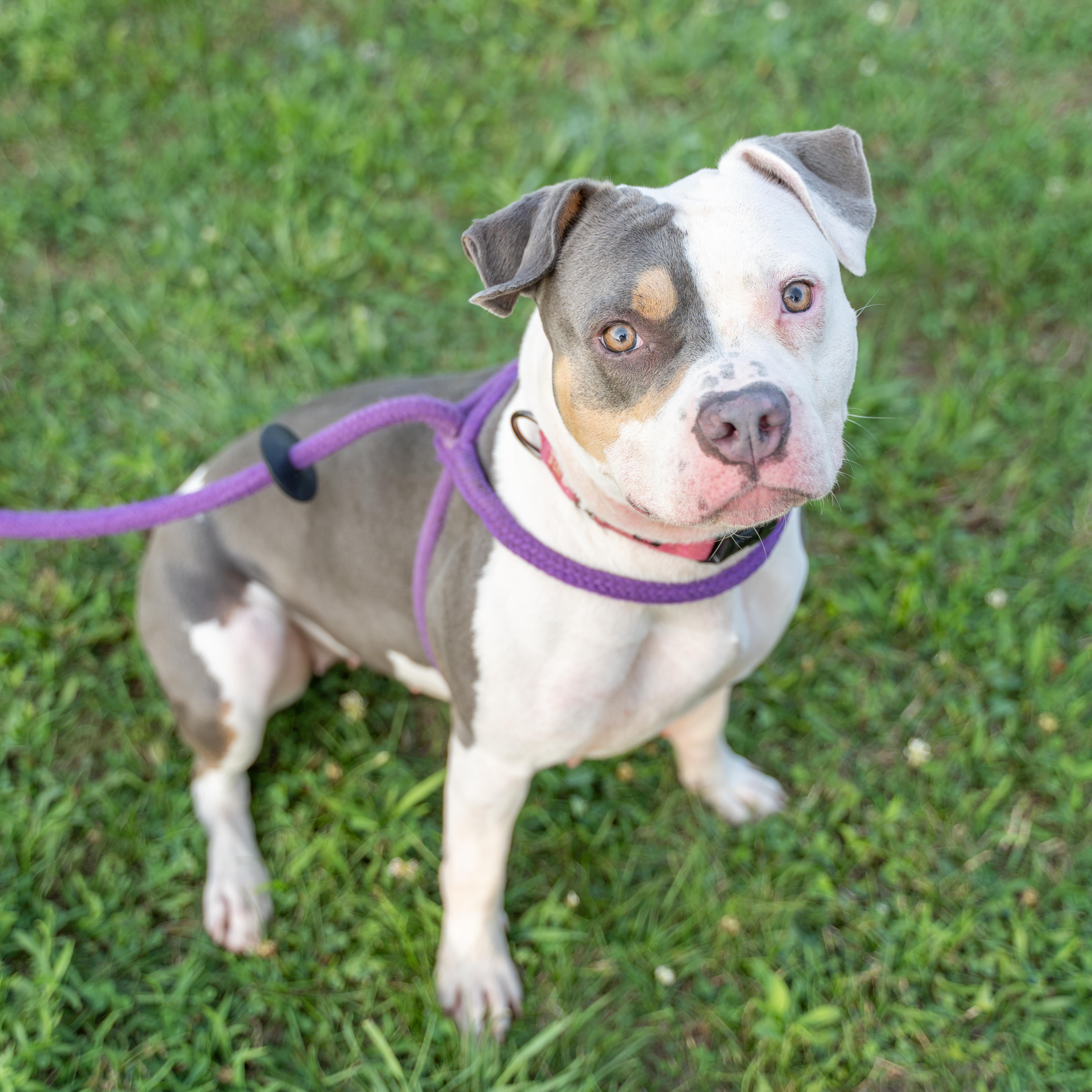 Athena, a Adoptable Pit Bull Terrier in Dillsburg, PA image 2/6