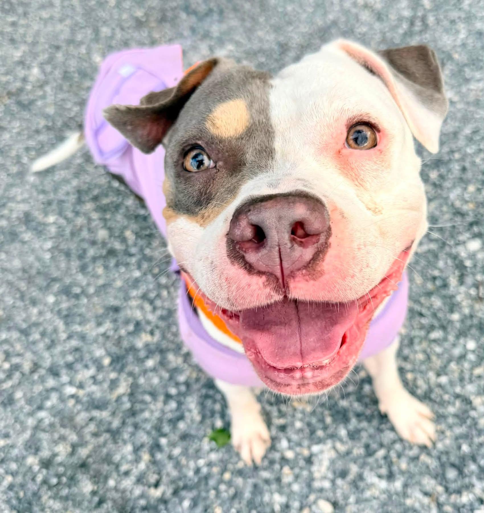 Athena, a Adoptable Pit Bull Terrier in Dillsburg, PA image 3/6