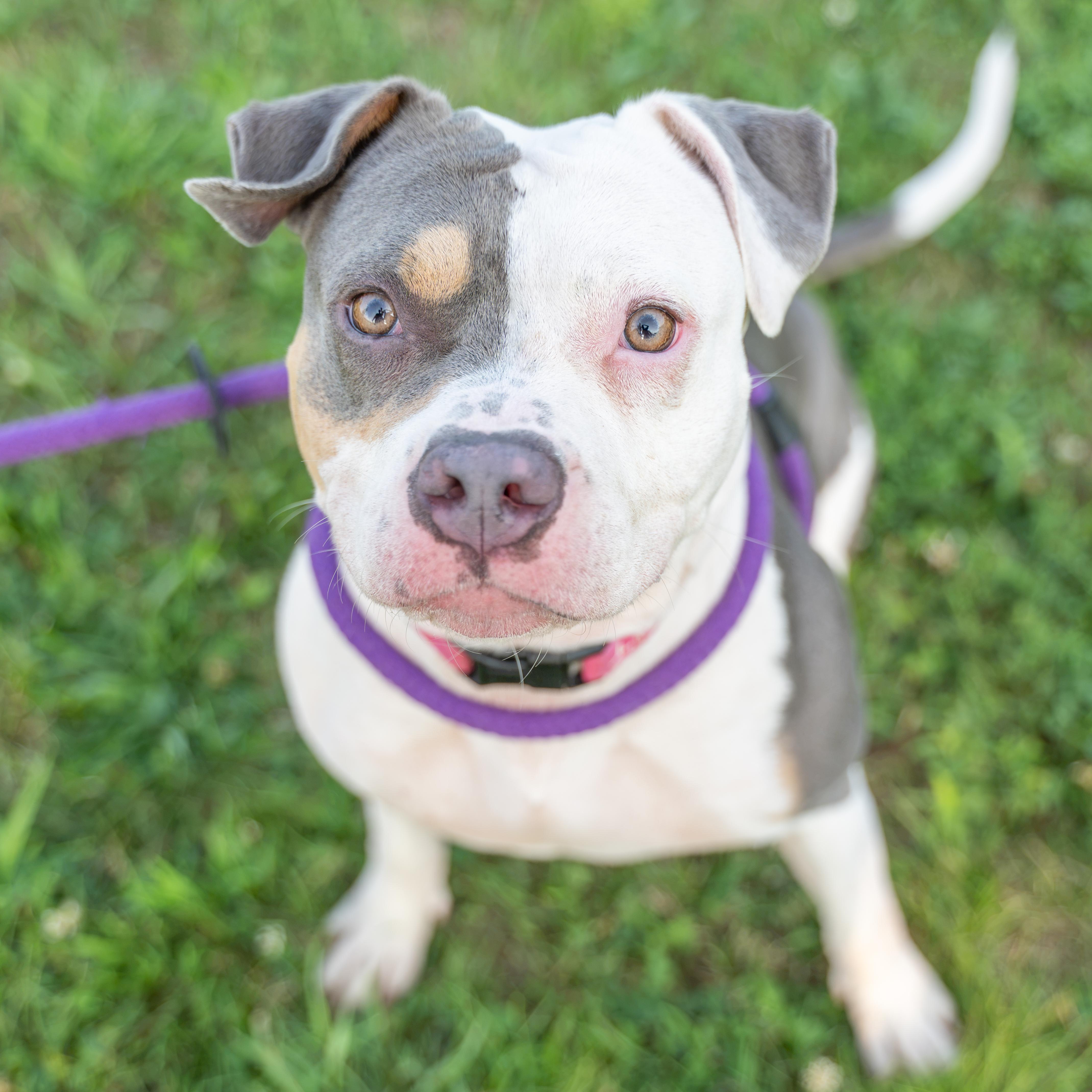 Athena, a Adoptable Pit Bull Terrier in Dillsburg, PA image 4/6