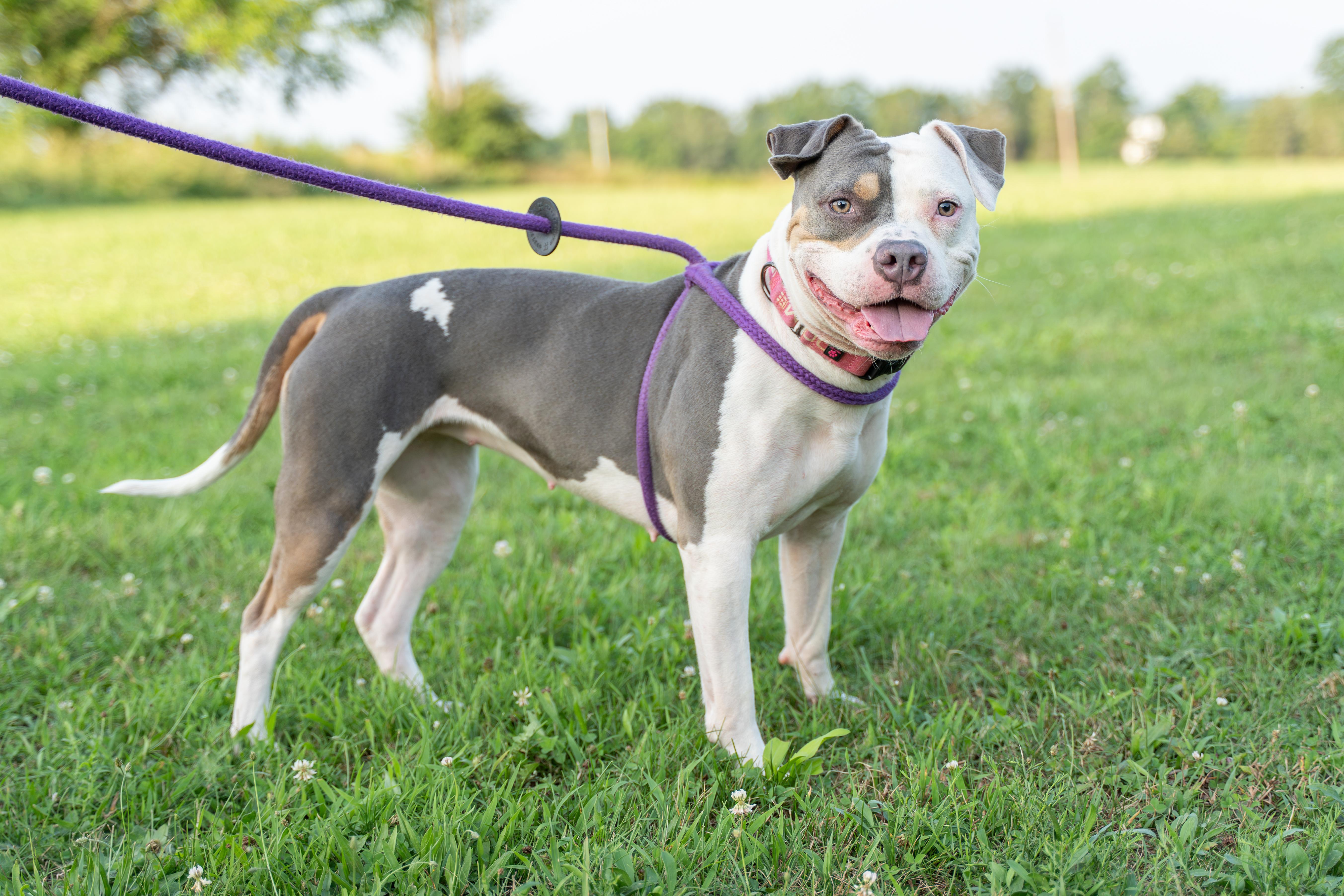 Athena, a Adoptable Pit Bull Terrier in Dillsburg, PA image 5/6