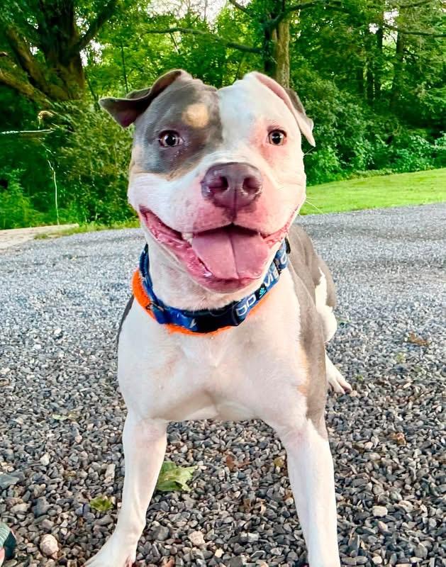 Athena, a Adoptable Pit Bull Terrier in Dillsburg, PA image 6/6