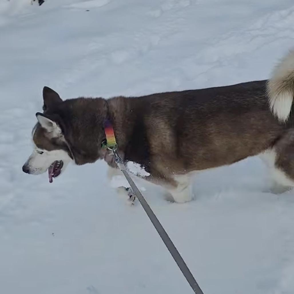 Nugget, Adoptable, Adult Female Siberian Husky & Husky.
