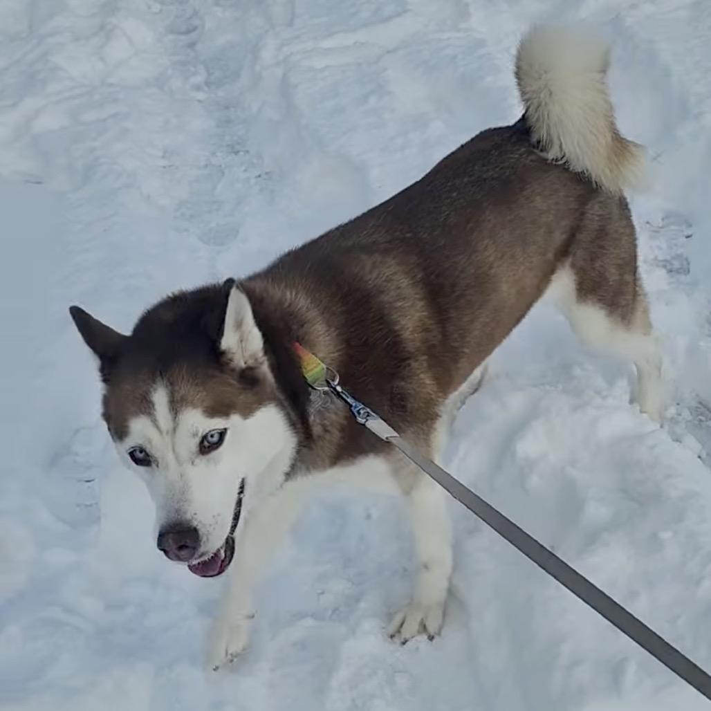 Enlarge Nugget, a Adoptable mixed breed in Blaine, MN image 3/6