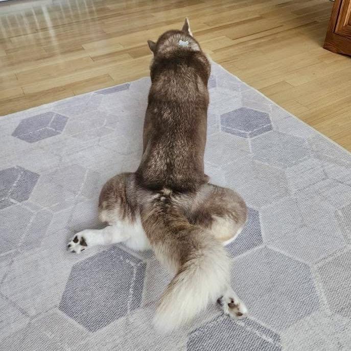 Enlarge Nugget, a Adoptable mixed breed in Blaine, MN image 4/6