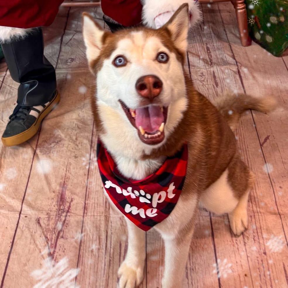 Enlarge Nugget, a Adoptable mixed breed in Blaine, MN image 5/6