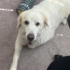 Luna (Courtesy Post), ADOPTABLE, Adult Female Great Pyrenees.