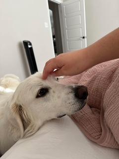 Enlarge Luna (Courtesy Post), a ADOPTABLE Great Pyrenees in Weatherford, TX image 2/4