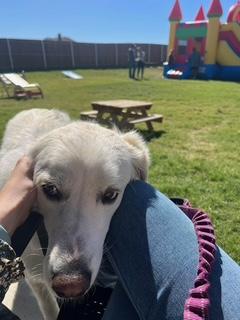 Enlarge Luna (Courtesy Post), a ADOPTABLE Great Pyrenees in Weatherford, TX image 4/4
