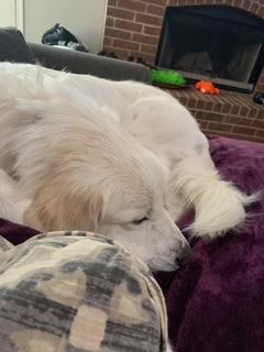 Enlarge Luna (Courtesy Post), a ADOPTABLE Great Pyrenees in Weatherford, TX image 3/4